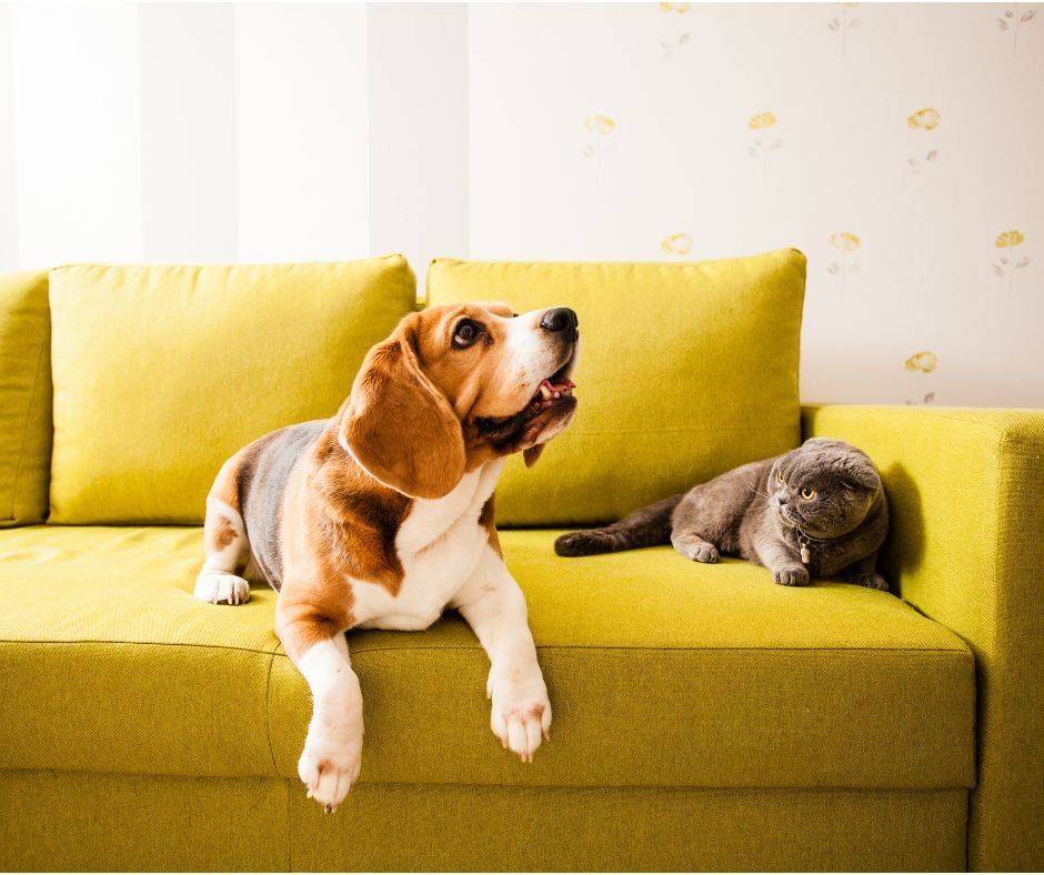Removing Pet Odours from Carpets and Upholstery: Solutions by ADCHEM